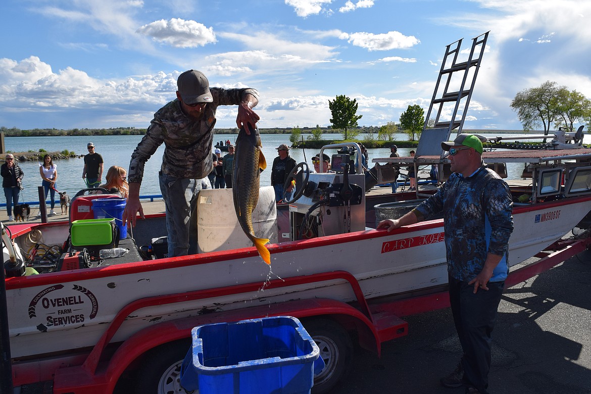 Ephrata native Sean Manderville tosses a carp he caught into a bucket to be weighed. Manderville, a long-time carp shooter, caught the largest fish at the Moses Lake Carp Classic on Saturday, a monster weighing nearly 30 pounds.