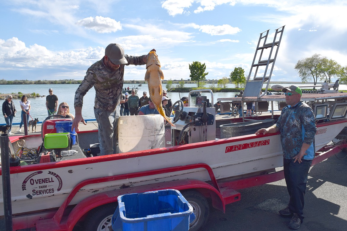 Ephrata native Sean Manderville tosses a carp he caught into a bucket to be weighed. Manderville, a long-time carp shooter, caught the largest fish at the Moses Lake Carp Classic on Saturday, a monster weighing nearly 30 pounds.