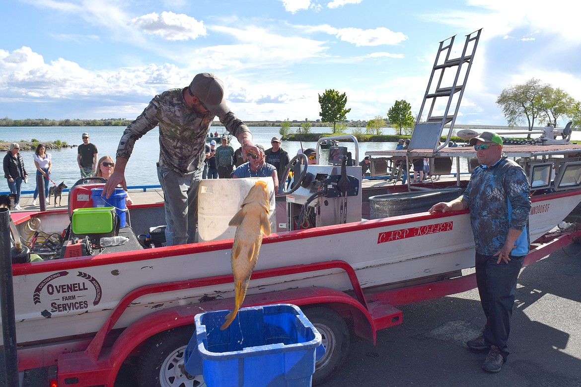 Ephrata native Sean Manderville tosses a carp he caught into a bucket to be weighed. Manderville, a long-time carp shooter, caught the largest fish at the Moses Lake Carp Classic on Saturday, a monster weighing nearly 30 pounds.