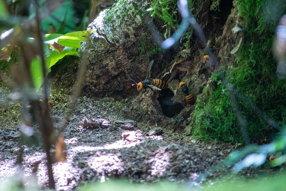 Asian giant hornets at the entrance of a nest in 2021. This was one of three nests researchers with the Washington State Department of Agriculture eradicated last year in an attempt to ensure the hornet does not gain a foothold in North America.