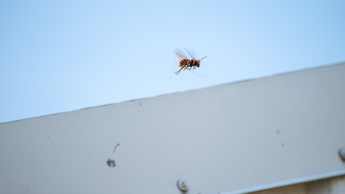 An Asian giant hornet flies away, trailing a tracking wire.