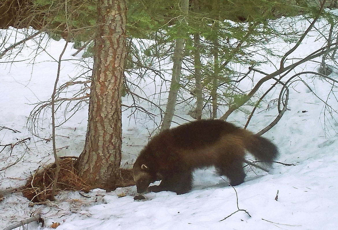 This Feb. 27, 2016, file photo provided by the California Department of Fish and Wildlife, from a remote camera set by biologist Chris Stermer, shows a mountain wolverine in the Tahoe National Forest near Truckee, Calif., a rare sighting of the predator in the state. A federal judge has given U.S. wildlife officials 18 months to decide if wolverines should be protected under the Endangered Species Act. (Chris Stermer/California Department of Fish and Wildlife via AP, File)