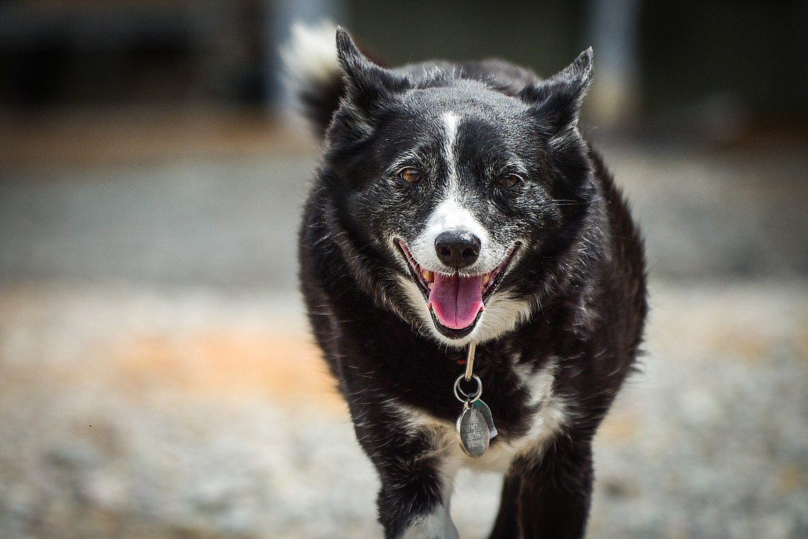 Jake trots around the retreat and farm at SpiritWorks Trilogy near Whitefish on Thursday, May 26. (Casey Kreider/Daily Inter Lake)