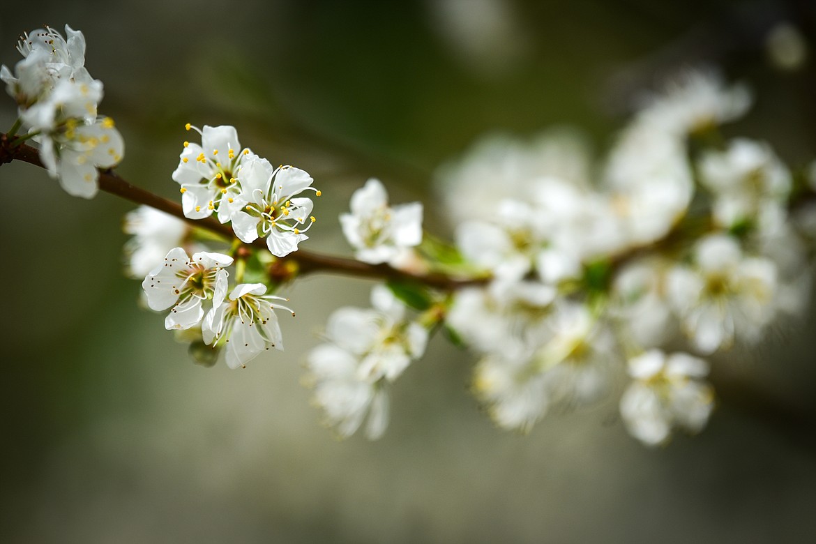 Plum trees flower in the medicinal herb farm at SpiritWorks Trilogy near Whitefish on Thursday, May 26. (Casey Kreider/Daily Inter Lake)