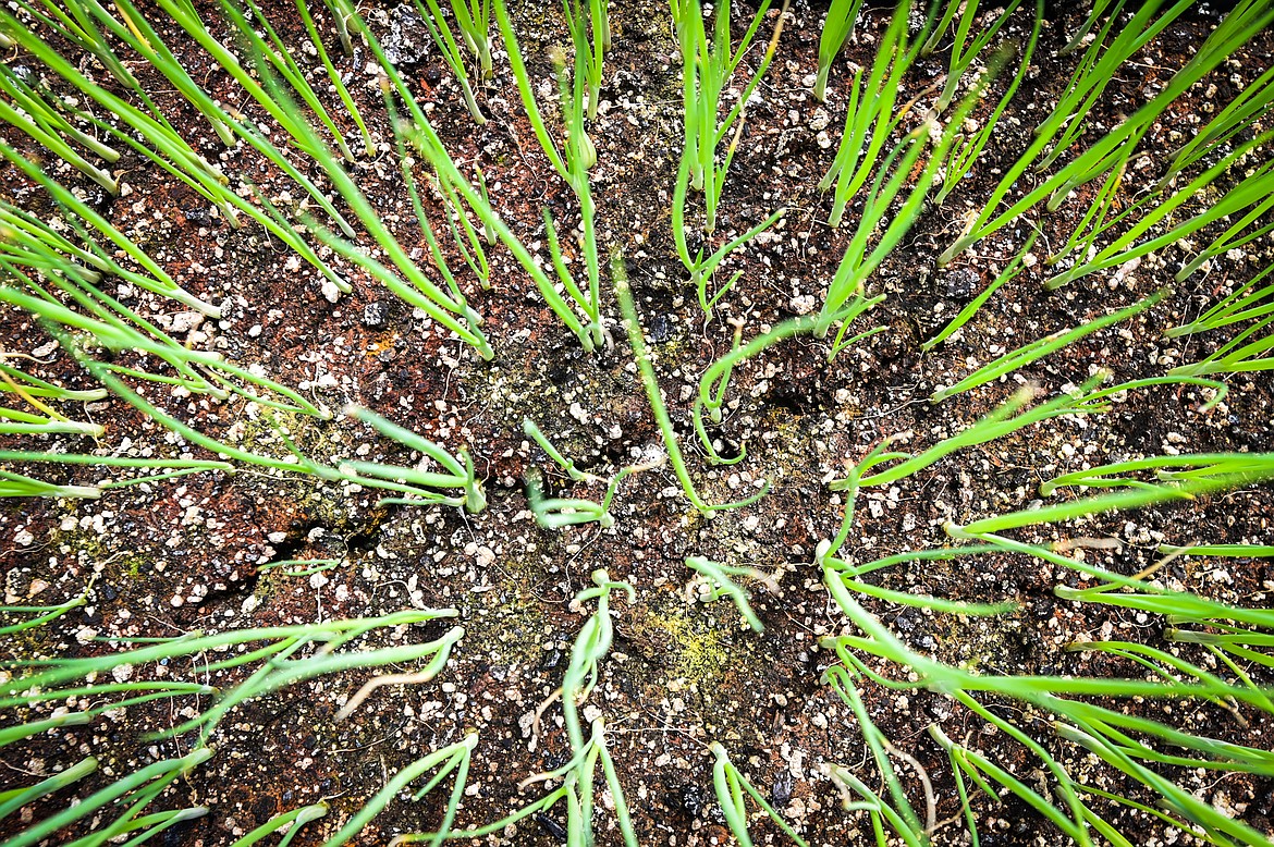 Onions push through the soil inside one of the greenhouses at SpiritWorks Trilogy near Whitefish on Thursday, May 26. (Casey Kreider/Daily Inter Lake)