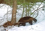Judge orders US to decide if wolverines need protection