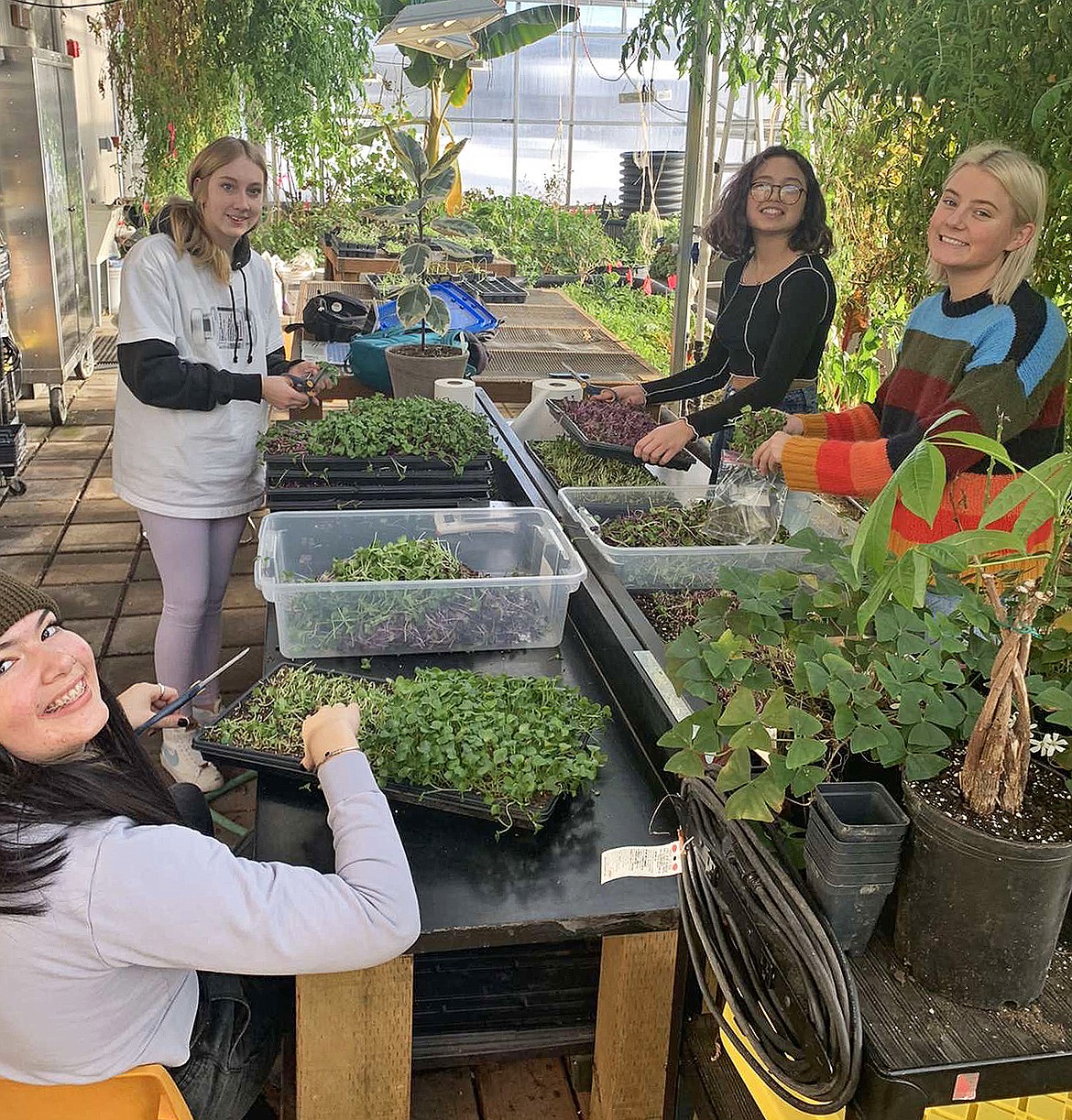 WHS students grow and prepare micro greens for sale at various stores in Whitefish as part of the high school's regenerative agriculture program. (Courtesy photo)