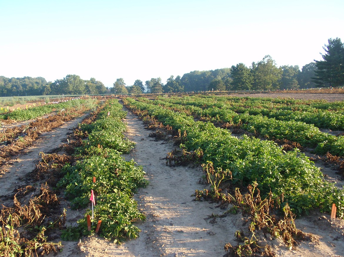 A field of potato plants in Michigan. Those on the left in the row are infected with potato blight, and those on the right have been bio-engineered with genes that give them resistance to potato blight.