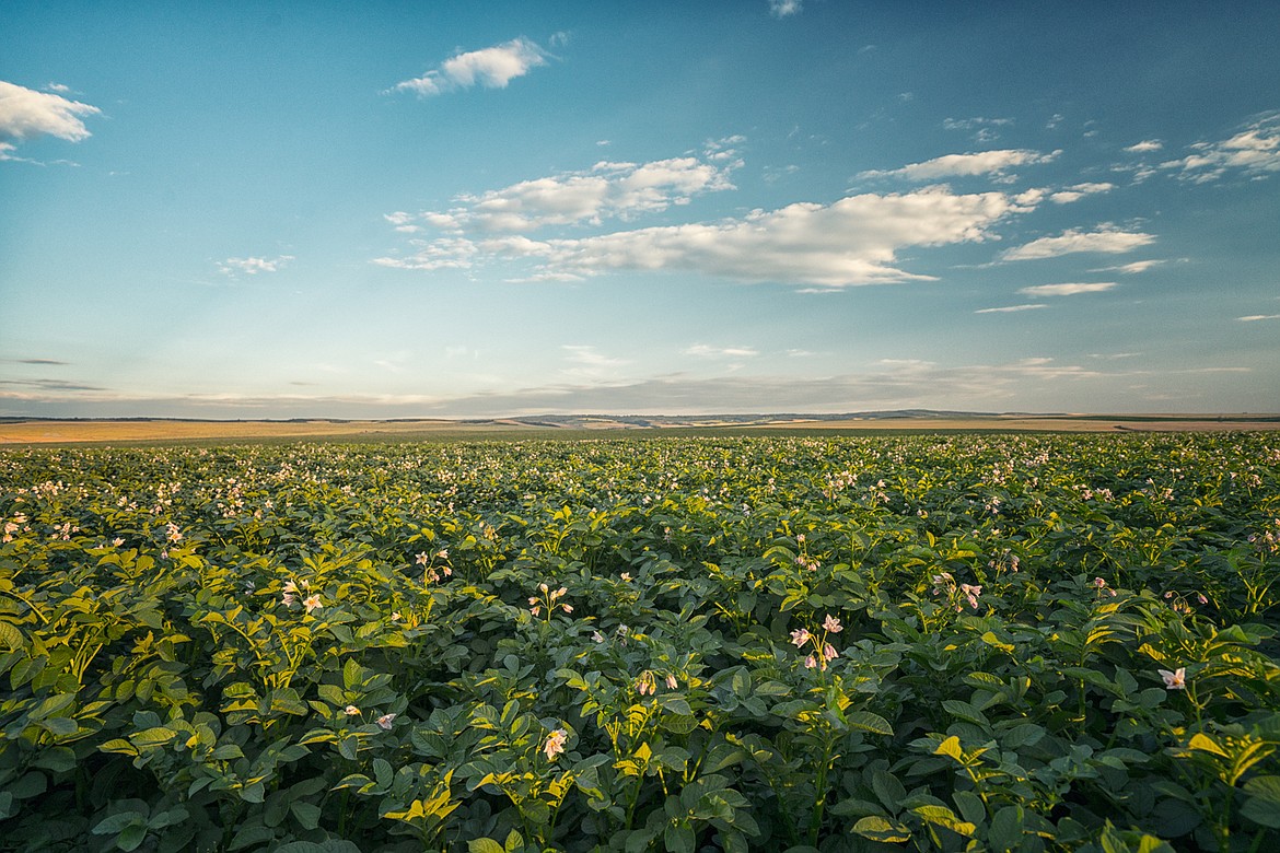 On the cover: A field of bio-engineered potatoes growing in Eastern Idaho.