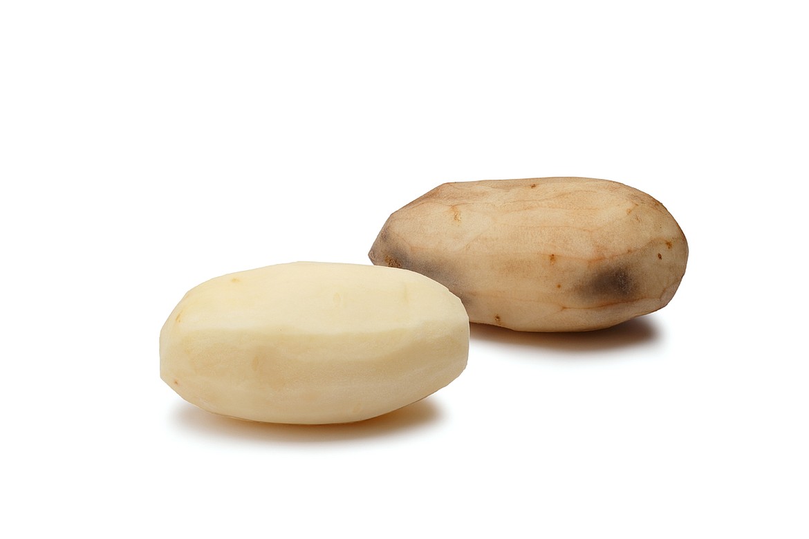 A peeled bio-engineered Russet Burbank potato (left) and a conventional Russet Burbank (right), show the bio-engineered potatoes resistance to bruising and browning.