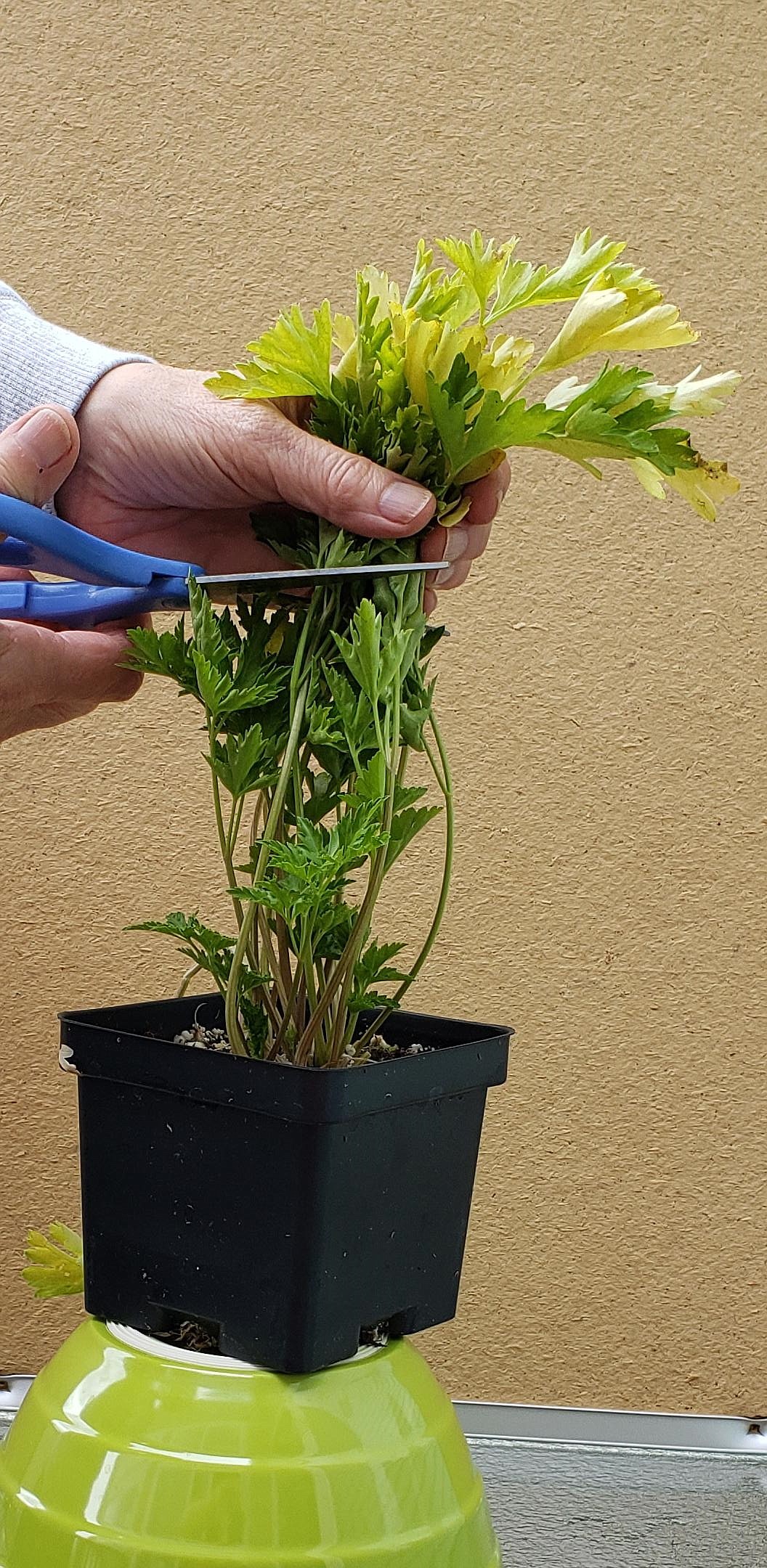 Harvest parsley stems from the outside base of the plant and avoid cutting above the crown.