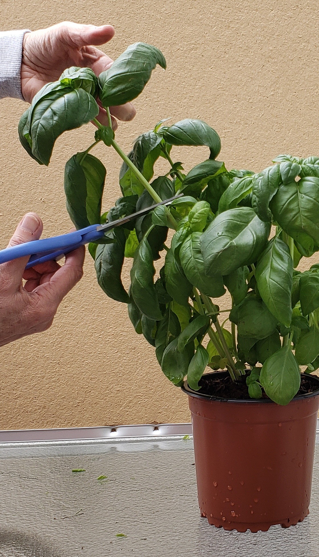 Harvesting basil: Cut or pinch basil stems just above a set of leaves. This will produce more stems and make the plant bushier.