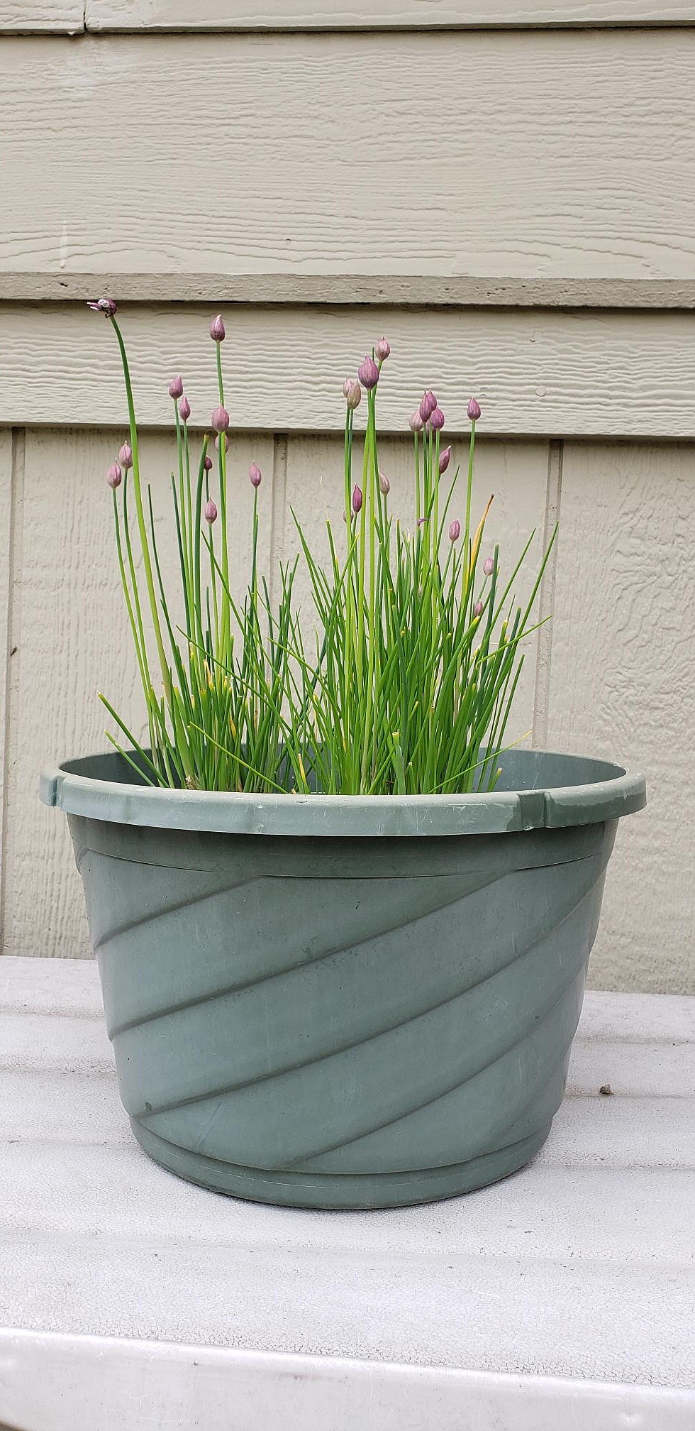 Chives are a perennial herb with lovely, edible purple flowers.