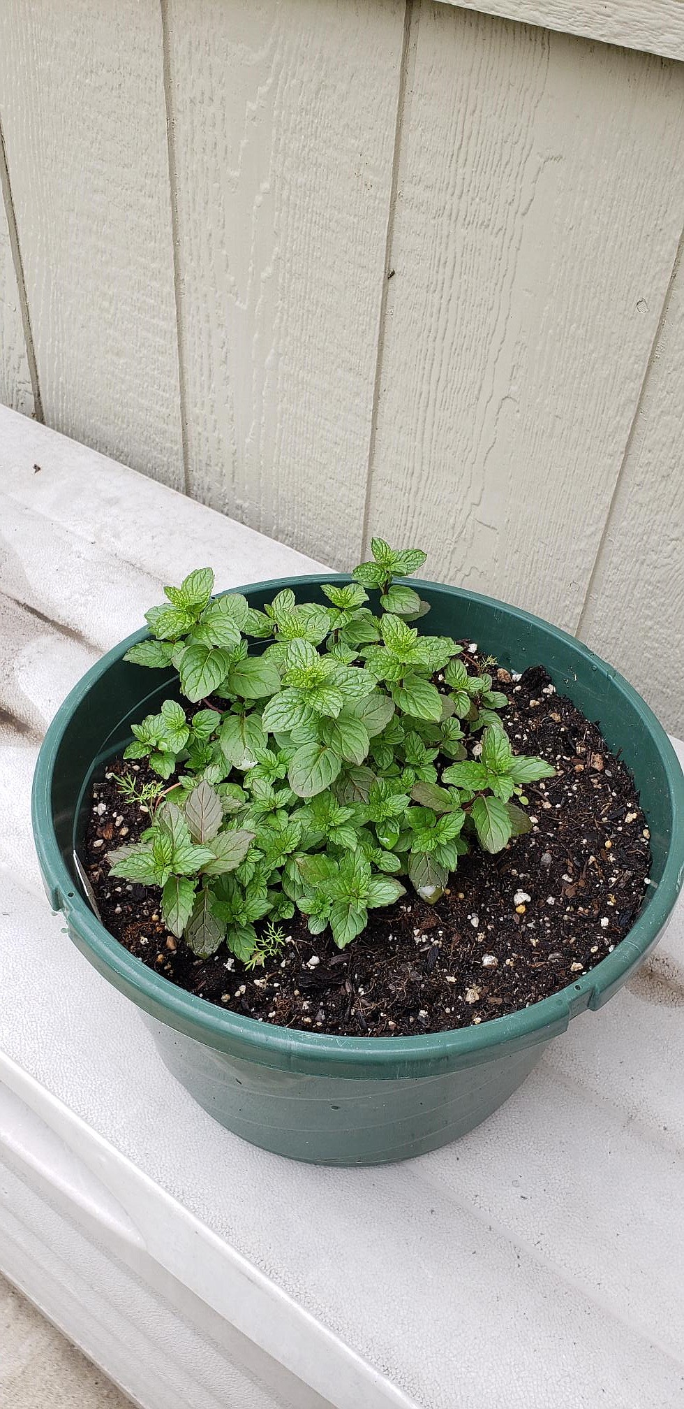 Mint is another perennial herb that should be grown in a container since it spreads wantonly throughout the garden.