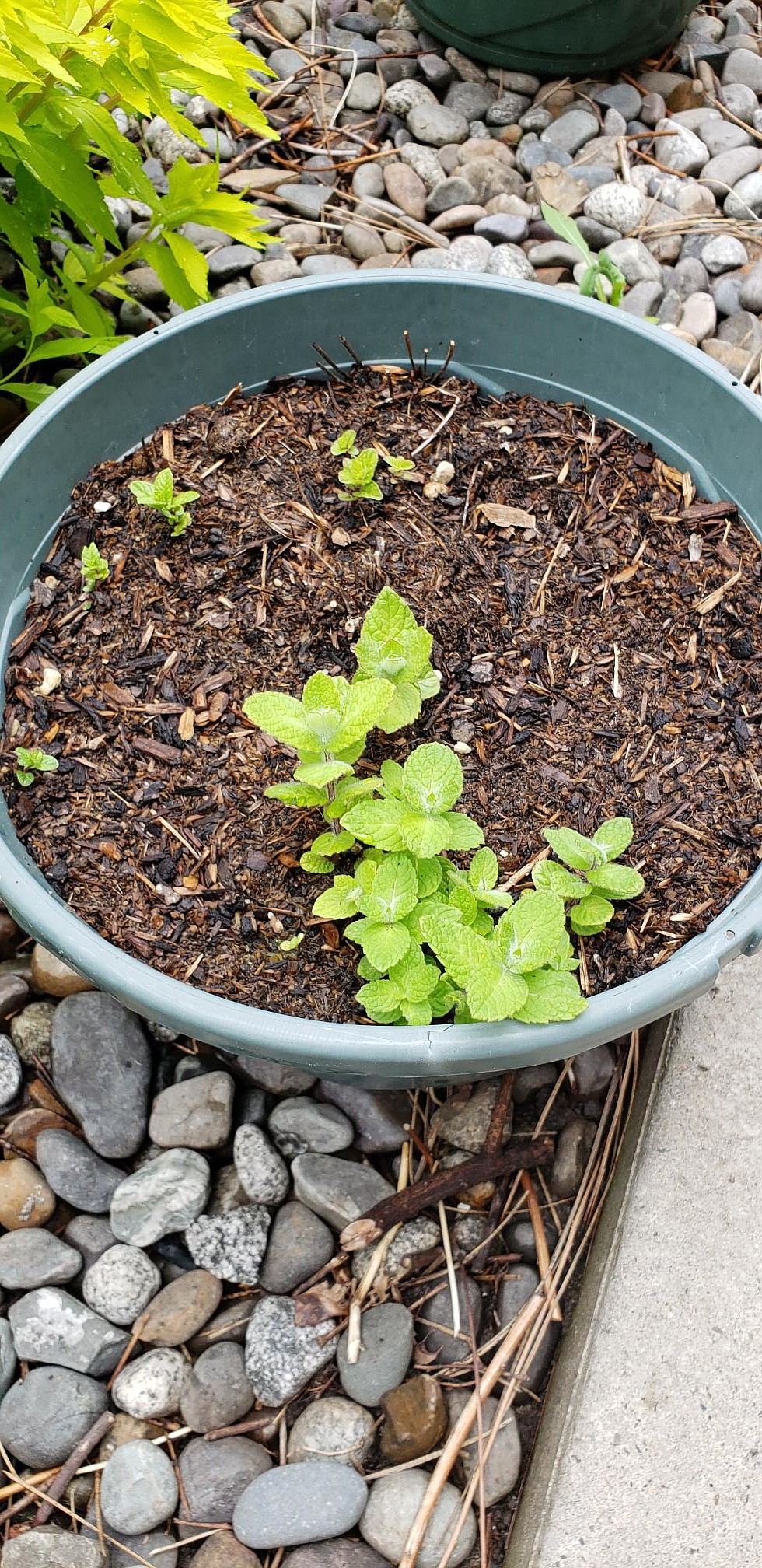Mint is a hardy herb that will survive our cold Idaho winters.