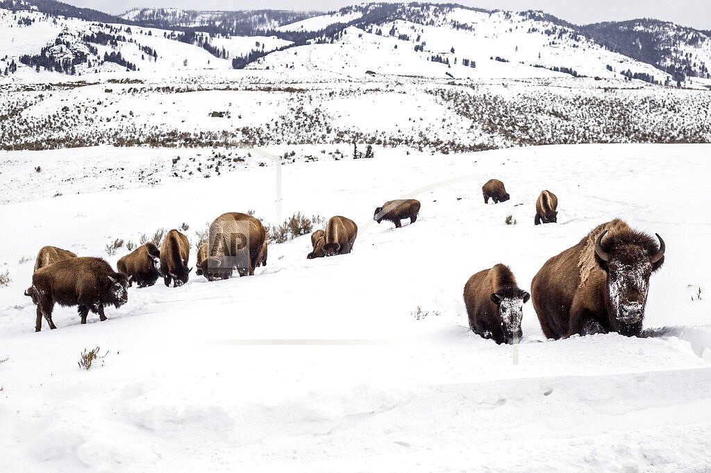 A mother bison leads her calf through deep snow toward a road in Yellowstone National Park, Wyo., Feb. 20, 2021. A bison has gored a 25-year-old woman in Yellowstone. The bison was walking near a boardwalk at Black Sand Basin, just north of Old Faithful, when the woman approached it on Monday, May 30, 2022, according to a park statement. She got within 10 feet (3 meters) before the animal gored her and tossed her 10 feet into the air. The woman from Grove City, Ohio, sustained a puncture wound and other injuries. (Ryan Dorgan/Jackson Hole News & Guide via AP, File)