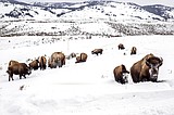 Bison gores woman in Yellowstone National Park