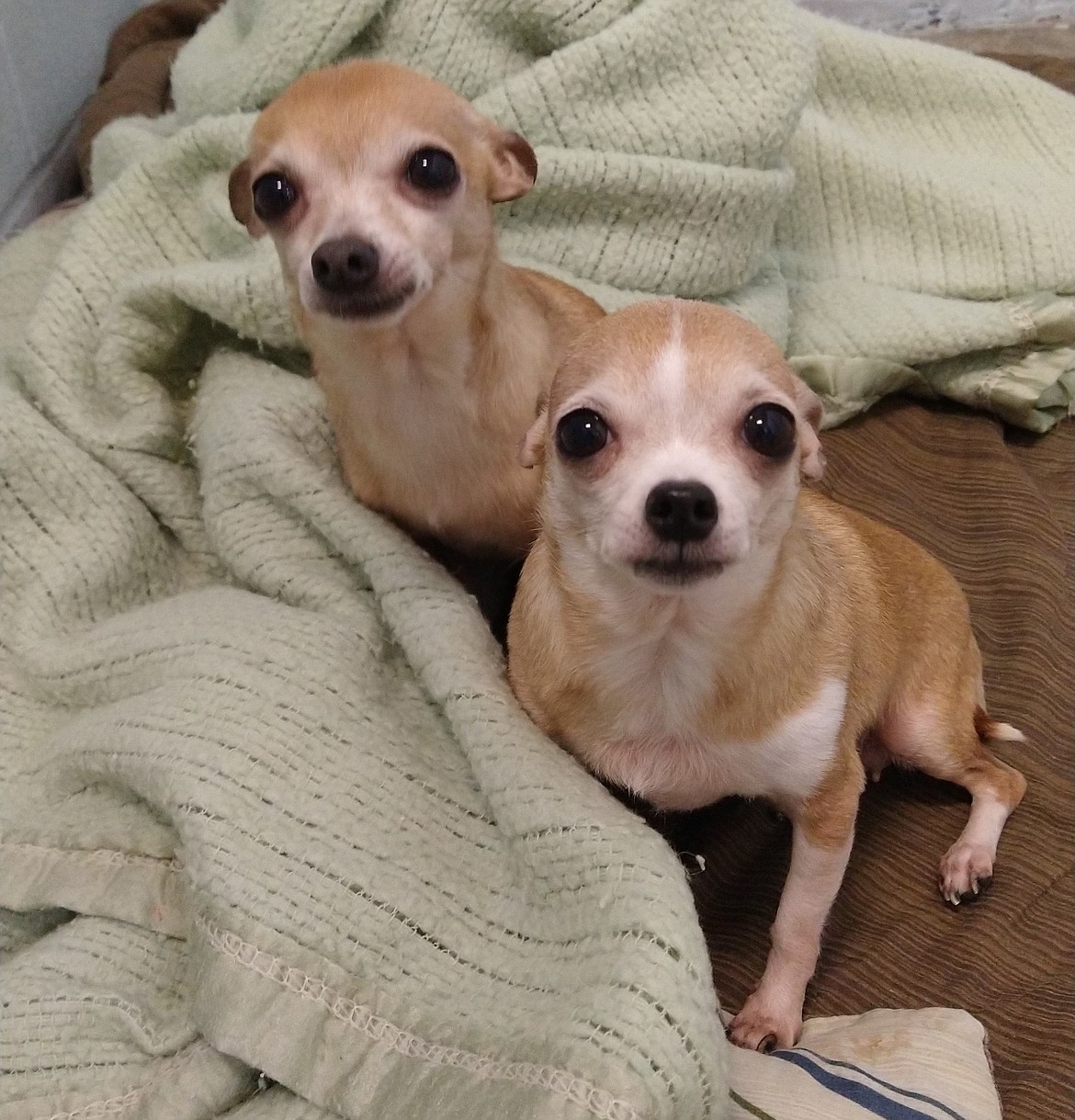 Photo courtesy KHS
These two Chihuahuas were among dogs that came to the Kootenai Humane Society and and found homes.