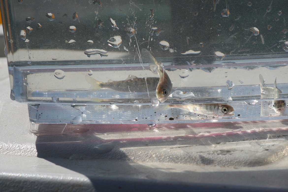 Salmon fry swim around a tank prior to release by Wahluke elementary students at the school’s salmon release party.