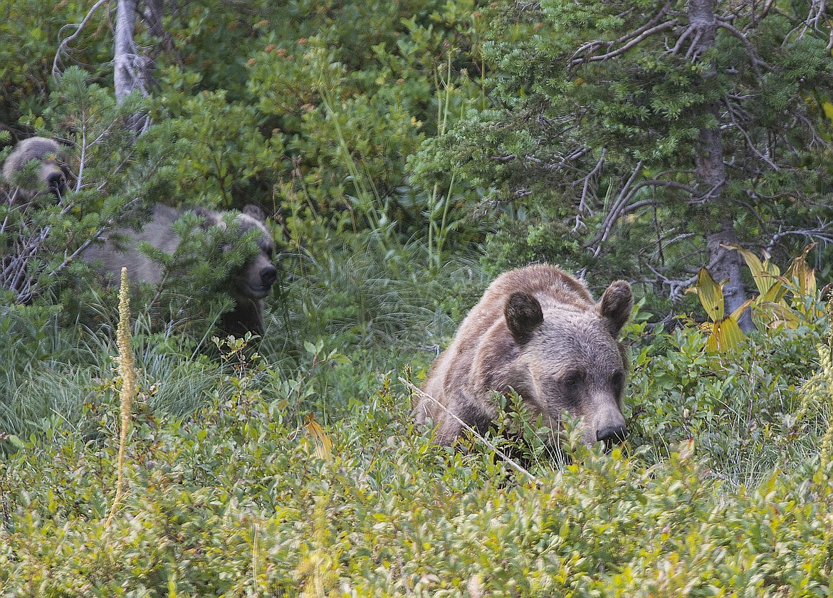 Photo courtesy Hungry Horse News
A grizzly sow and her cubs feed in a patch of huckleberries in Glacier National Park in the Swiftcurrent Valley in this file photo.