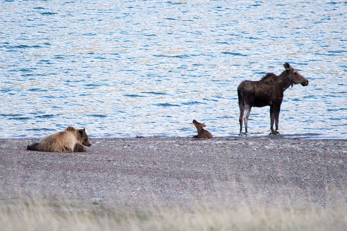 After going viral, Glacier grizzly bear enjoying the limelight | Daily  Inter Lake