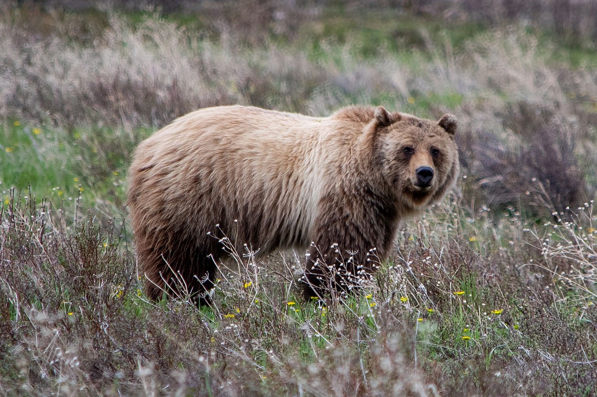 Warning signs have been posted on the trails along Lake Josephine near Many Glacier as this bear, photographed Friday, continues to frequent the area. (Brandy Jelley photo)