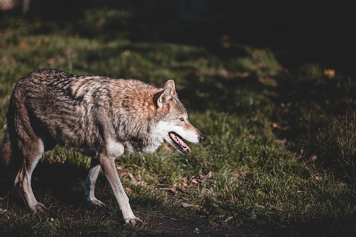 Balancing safety and agricultural interests against the need to preserve native wolves is the purpose of Washington's Wolf Advisory Group. The advisory board is currently looking for applications to ensure it is fully appointed.