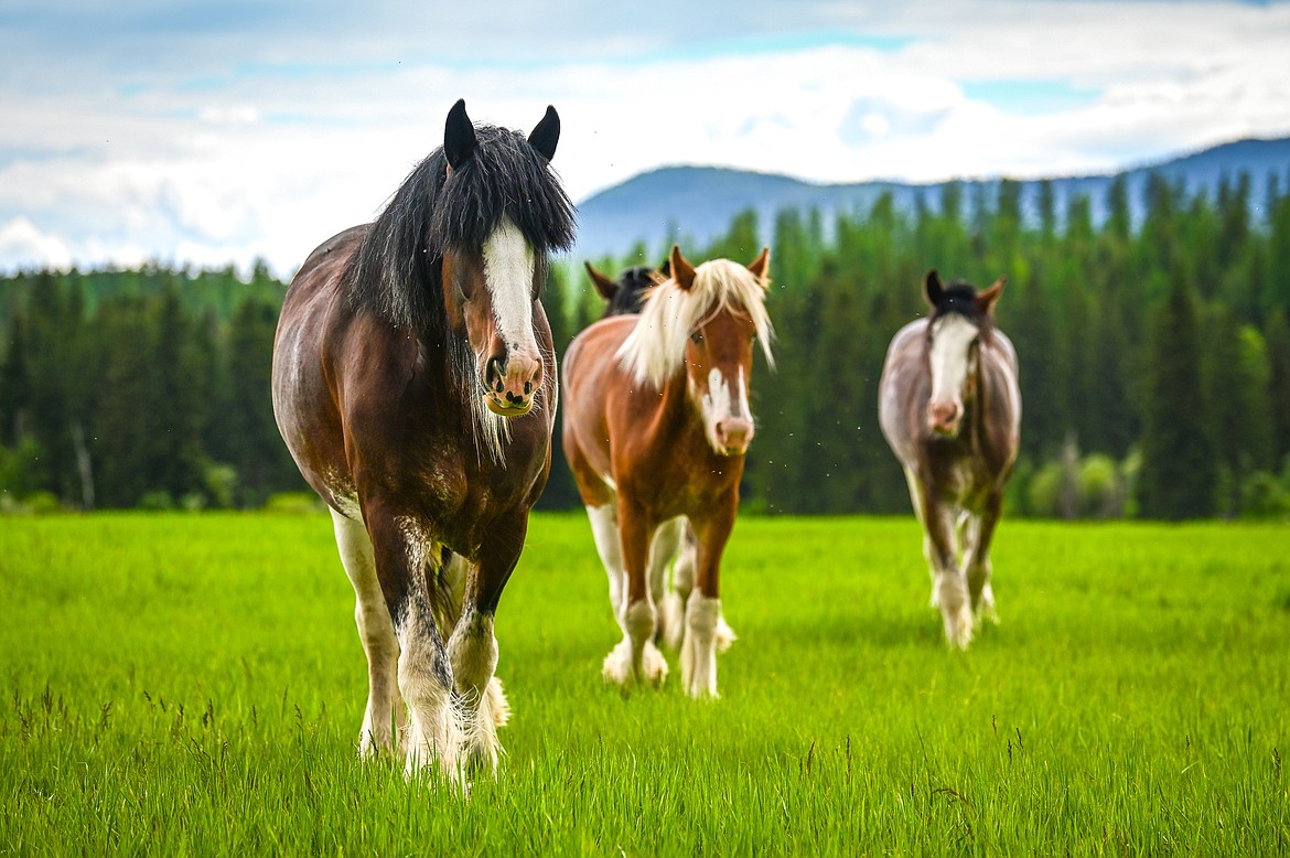 Clydesdales approach a fenceline at Clydesdale Outpost near Whitefish on Tuesday, June 7. (Casey Kreider/Daily Inter Lake)
