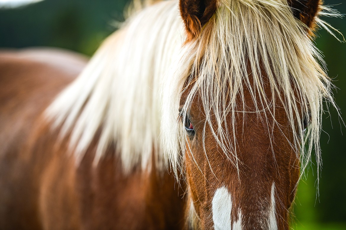 One of the clydesdales at Clydesdale Outpost near Whitefish on Tuesday, June 7. (Casey Kreider/Daily Inter Lake)