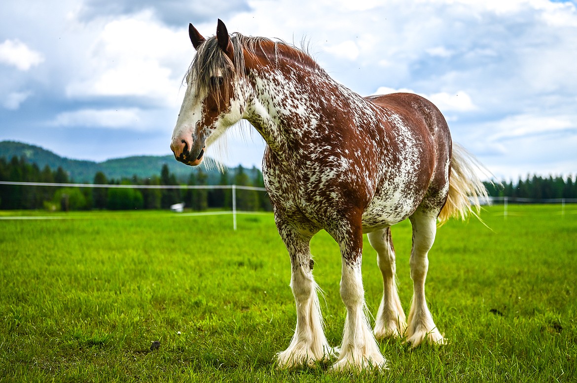 Isabelle stands in a meadow at Clydesdale Outpost near Whitefish on Tuesday, June 7. (Casey Kreider/Daily Inter Lake)