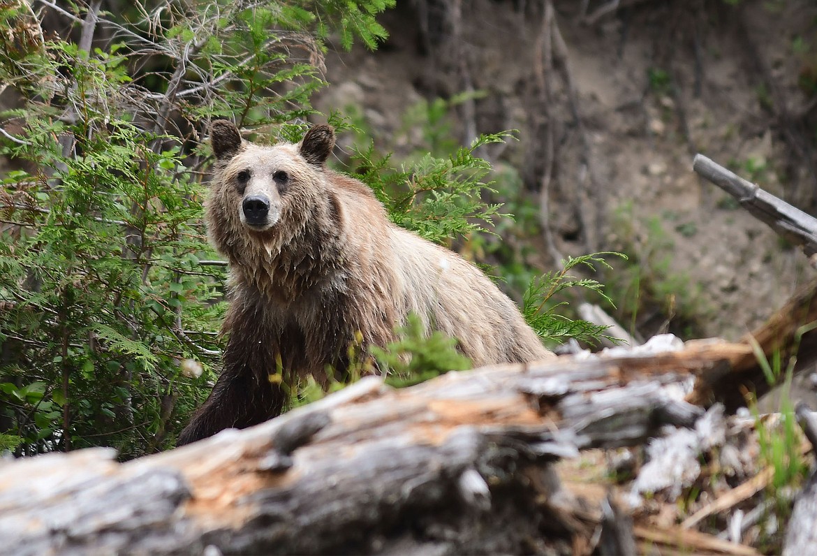 Grizzly in Glacier National Park a wedding crasher of sorts | Hungry Horse  News