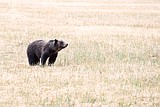 Carry your bear spray, sow grizzly roaming around Columbia Falls