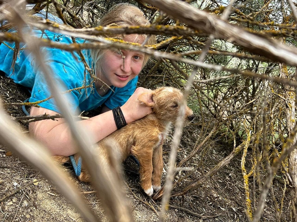 Adams County Pet Rescue employee Kaitlyn Koehn crawls through the sagebrush to rescue a puppy May 12. Pet rescues can often be quite an adventure, ACPR staff said.