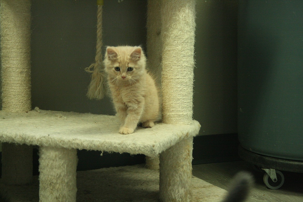 A kitten explores the cat castle in the Adams County Pet Rescue cat room. The shelter assists cats both in-house and through a foster care program.