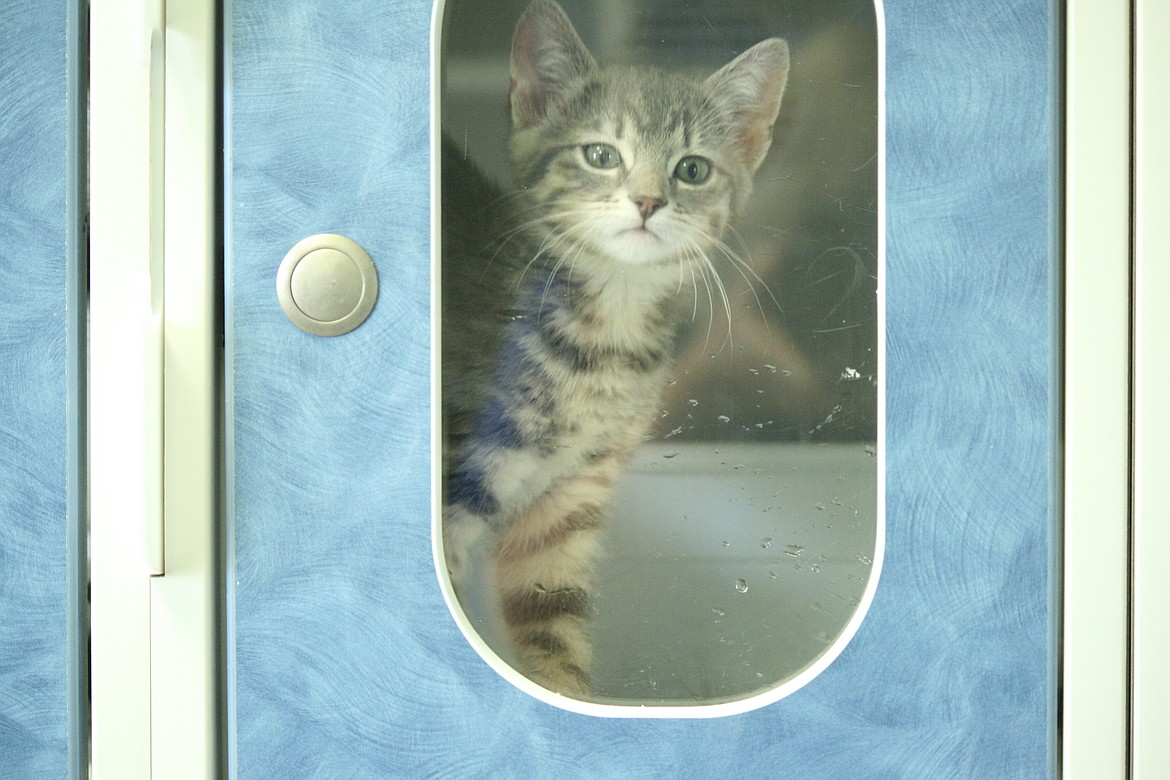 A cat watches a visitor through the door of a kennel at Adams County Pet Rescue.