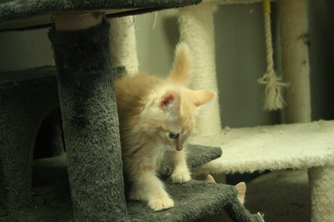 Kittens play on the cat castle in the kitten room at the Adams County Pet Rescue shelter near Othello.