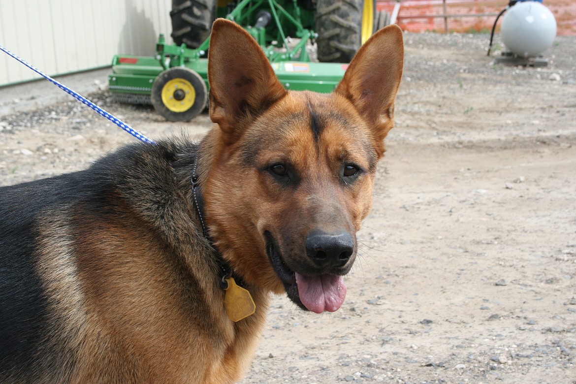 Sir Pawsington is one of the dogs who found shelter at Adams County Pet Rescue near Othello.