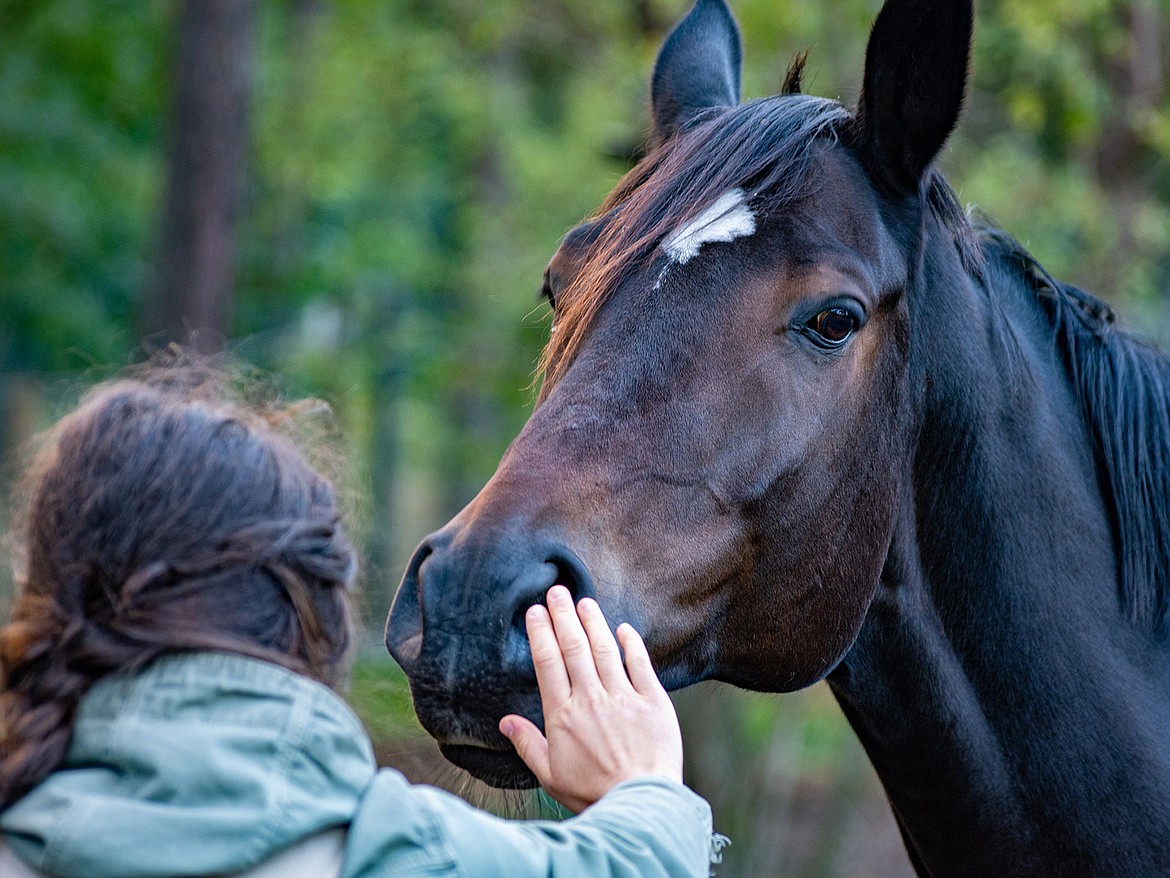 Even horses get a bit of colic from time to time, but a regular feeding schedule and talking to the vent