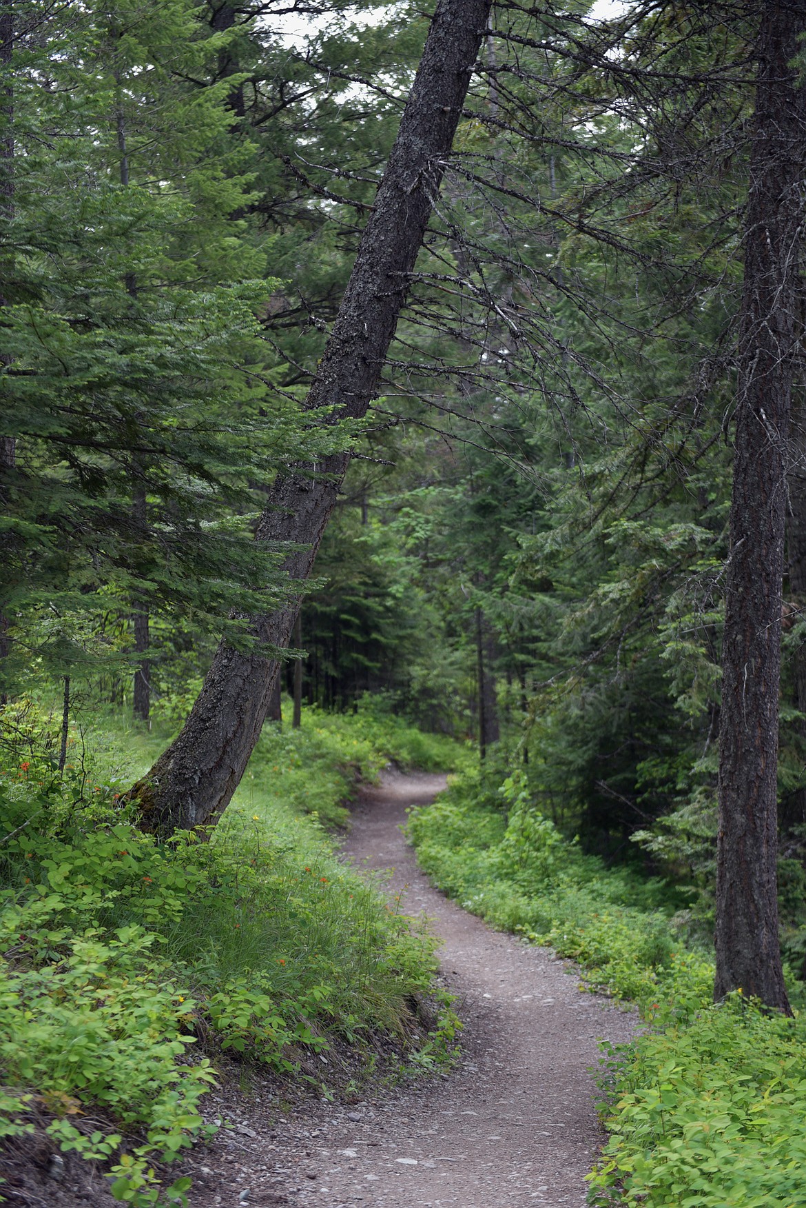 The Haskill Trail. (Julie Engler/Whitefish Pilot)