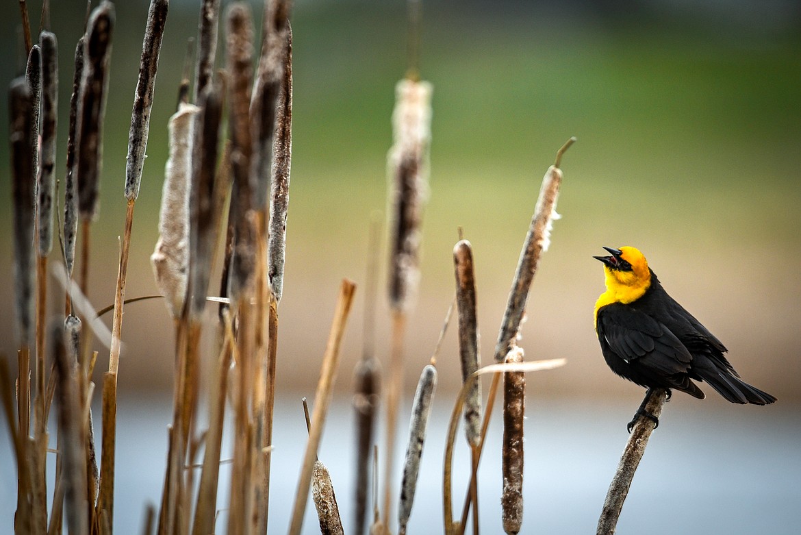 A yellow-headed blackbird sings while perched on a cattail at Reed's Slough along North Somers Road. (Casey Kreider/Daily Inter Lake)