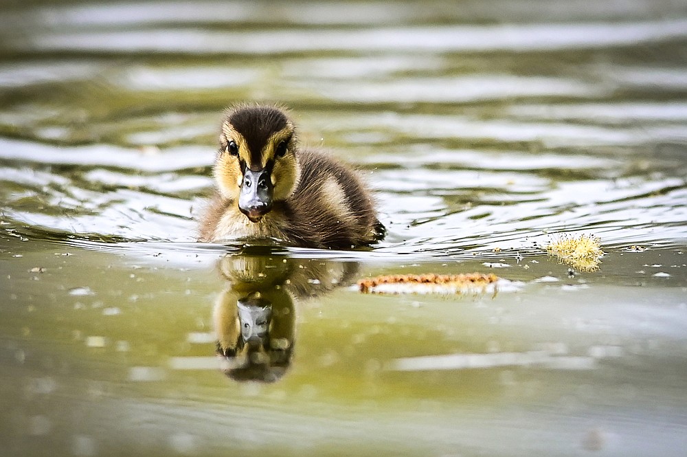 A duckling swims at Dry Bridge Park in Kalispell on Wednesday, May 18. (Casey Kreider/Daily Inter Lake)