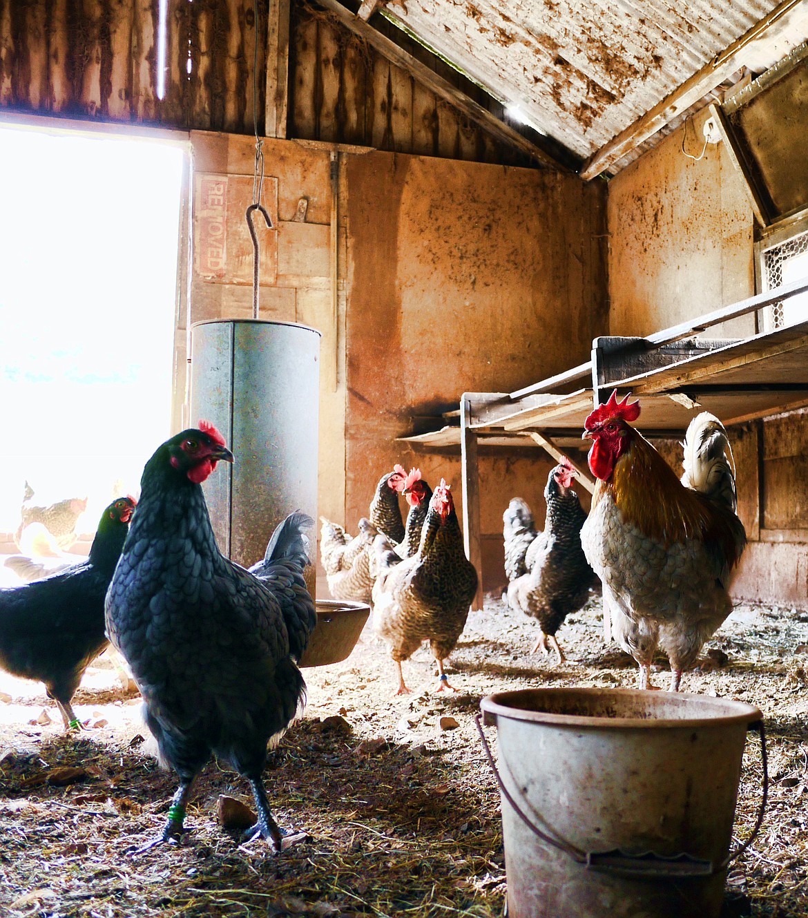 Poultry growers are encouraged to take extra precautions as a wave of bird flu makes its way through the state. The disease has been found in domestic flocks within ten Washington counties and at least one confirmed case of a wild bird has been identified in Grant County.