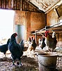 Avian Flu continues to spread across state