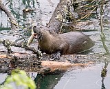 Opinion: Take me to the otter side