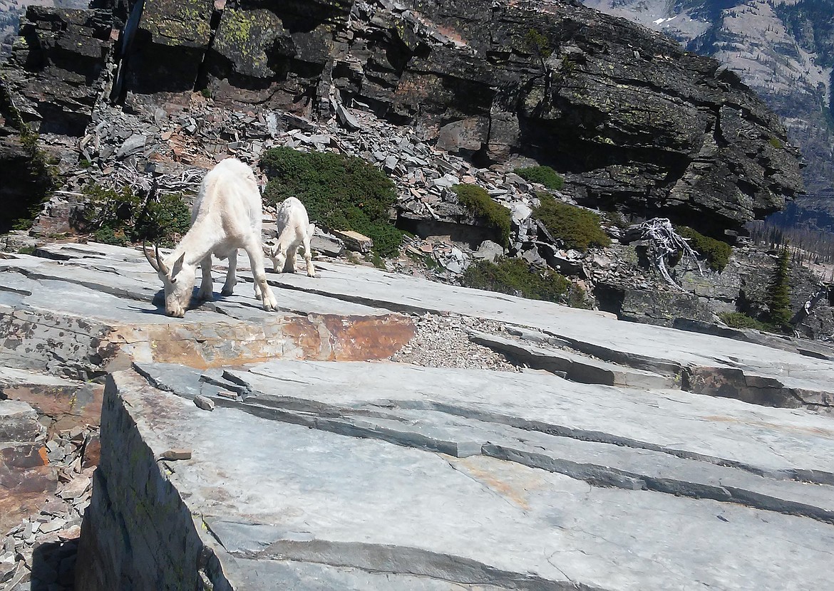 A nanny and kid lick sweat from the rocks in the Scotchman Peak area. Friends of Scotchman Peaks Wilderness reminded hikers to keep a safe distance from the mountain goats — both for their safety and the wildlife's.