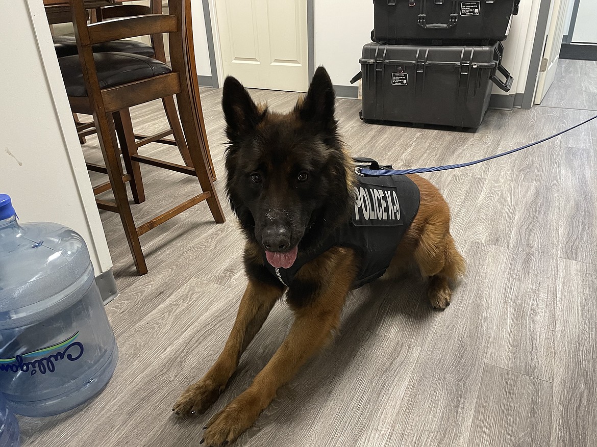 Soap Lake Police Department K-9 Billy in February 2021. The SLPD recently sold Billy back to the company that trained him after his police officer handler was let go.