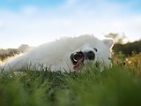 Time for a summer cut? Tips for warm weather dog grooming