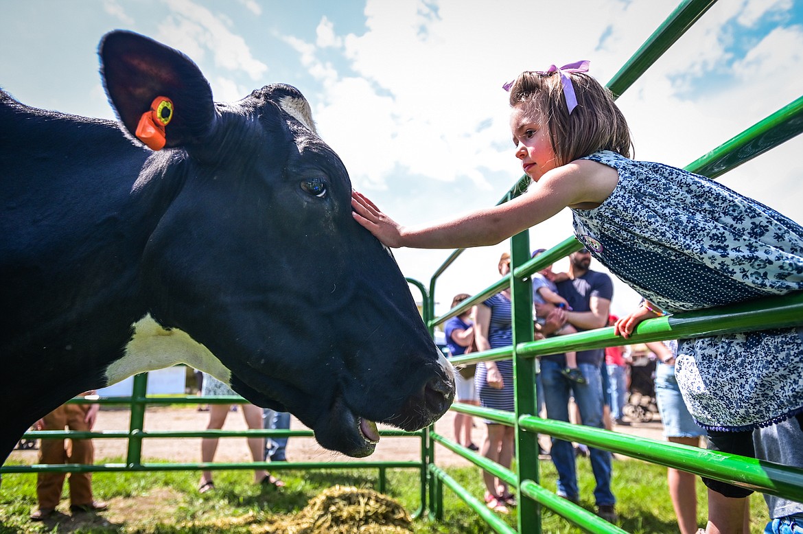 Joanna Neibauer, 3, pets a 5-year-old cow named Minnie Moo at Kalispell Kreamery's Milk & Cookies event on Saturday, June 18. (Casey Kreider/Daily Inter Lake)