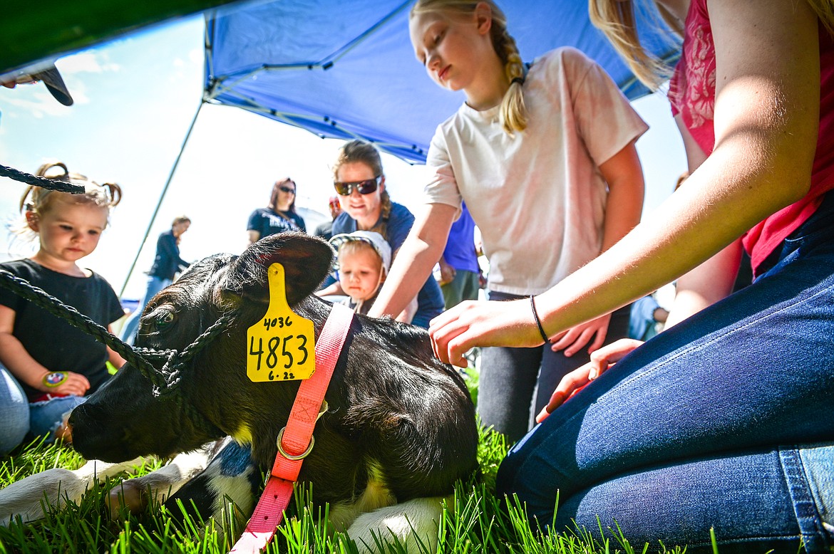 Kids gather to pet a young calf named Delilah at the Kalispell Kreamery Milk & Cookies event on Saturday, June 18. (Casey Kreider/Daily Inter Lake)