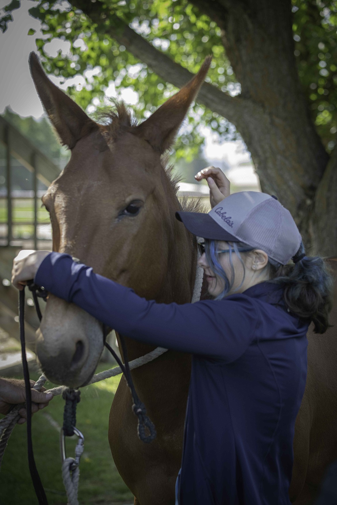 16-year-old Sam Burcham attempts to put a harness on a mule. (Tracy Scott/Valley Press)
